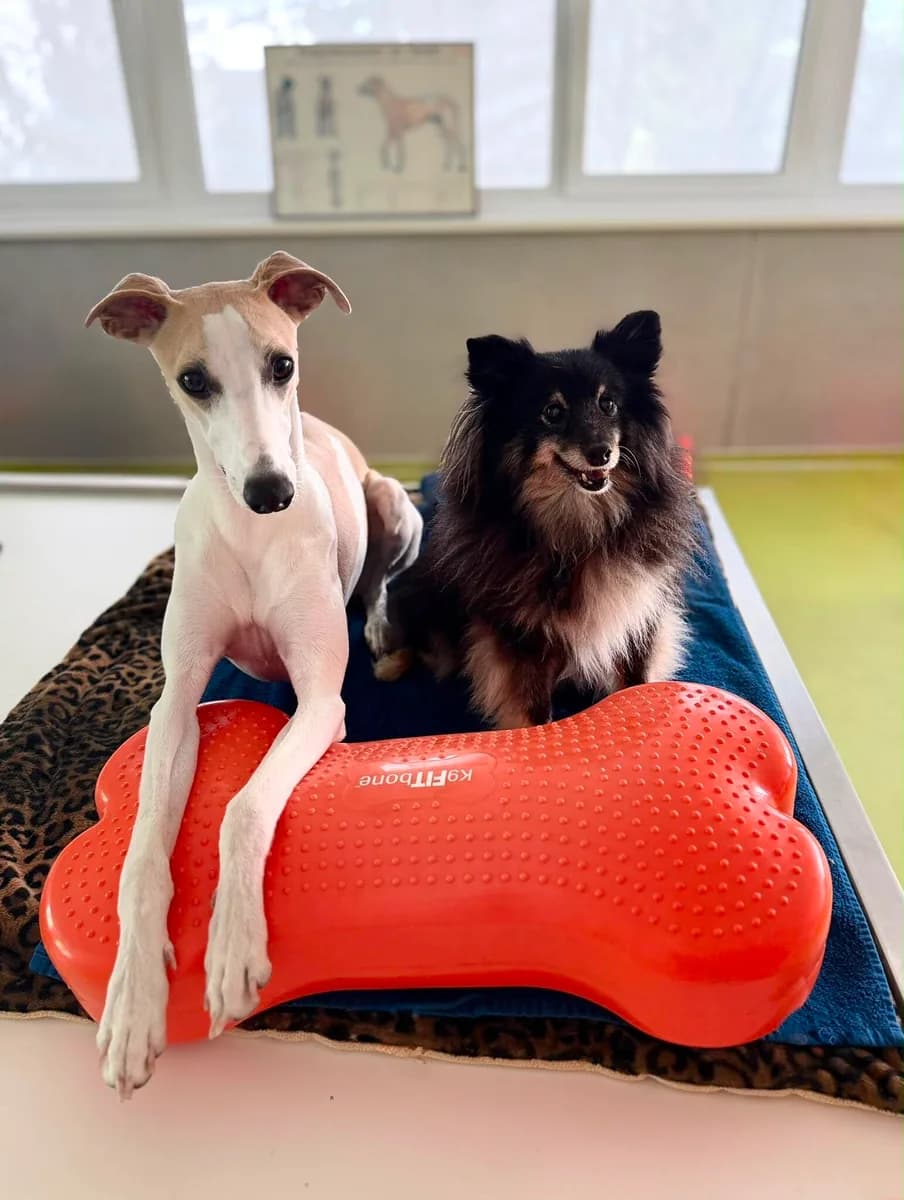 Zwei Hunde trainieren Balance und Rumpfstabilität auf einem Therapiegerät