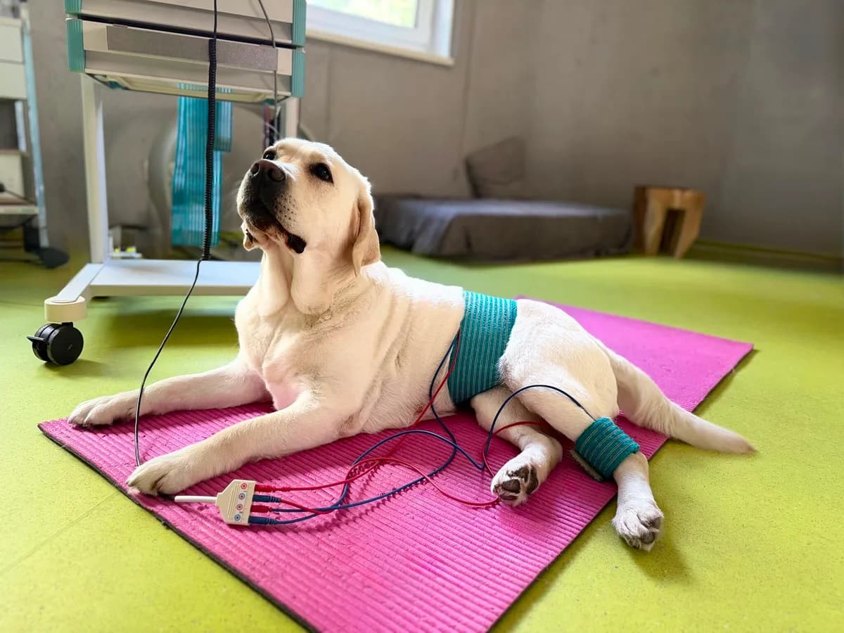Labrador liegt während einer Elektrotherapie entspannt auf der Therapiematte