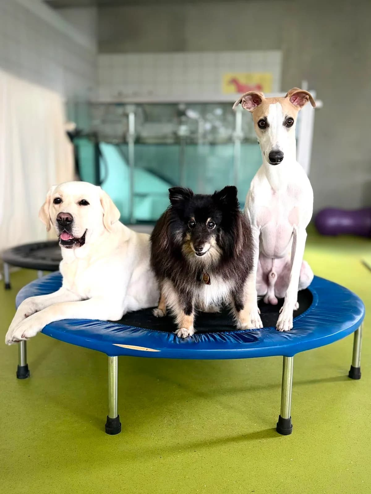 Drei Hunde trainieren gemeinsam auf dem Balance-Trampolin im Physiotherapieraum der Tierklinik Köln-Süd