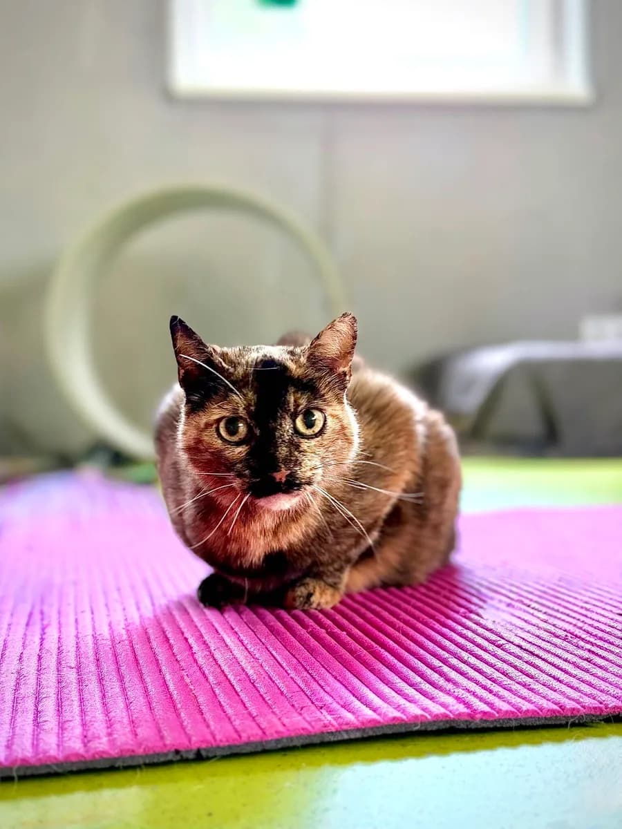 Katze entspannt auf der Therapiematte im Physiotherapieraum der Tierklinik Köln-Süd