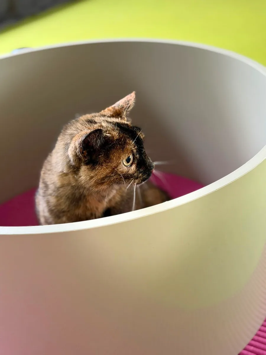 Katze im Spieltunnel während einer Physiotherapieeinheit in der Tierklinik Köln-Süd