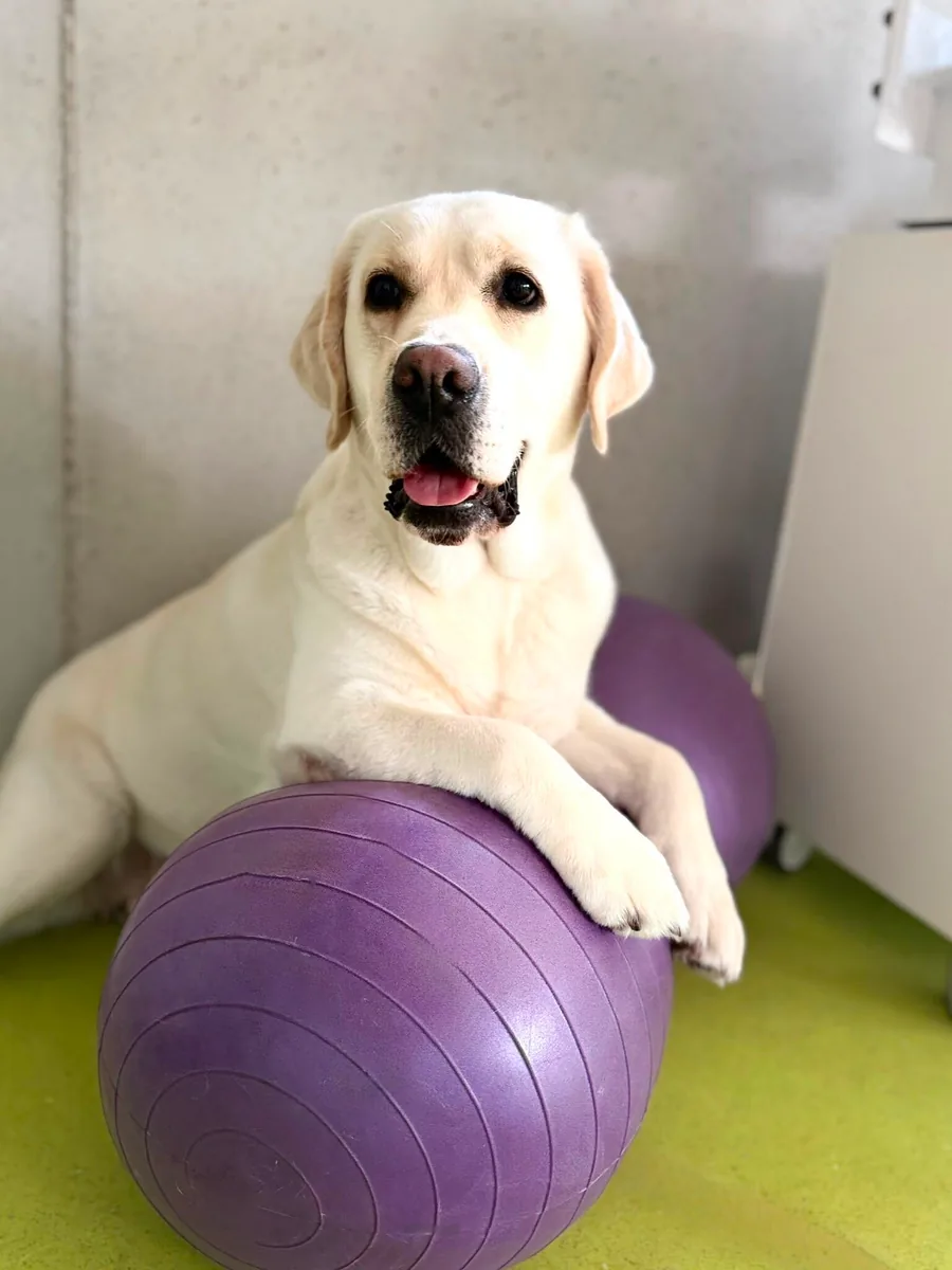 Labrador stützt sich beim Muskelaufbautraining mit den Vorderpfoten auf einem Gymnastikball ab