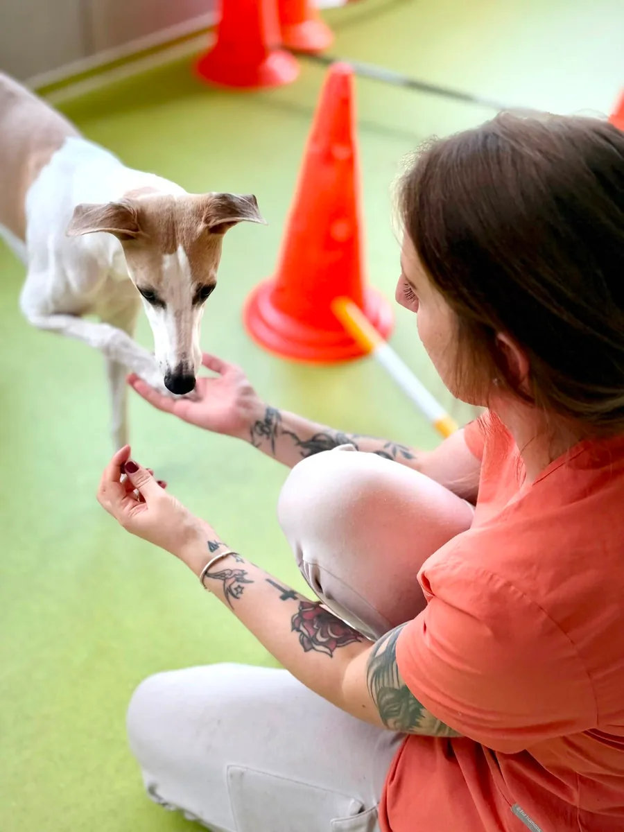 Therapeutin übt mit einem jungen Hund das Handling an der Vorderpfote