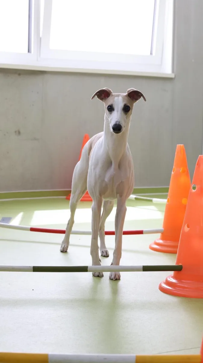 Hund überquert beim Rückentraining eine Stange und aktiviert dabei die Rumpfmuskulatur