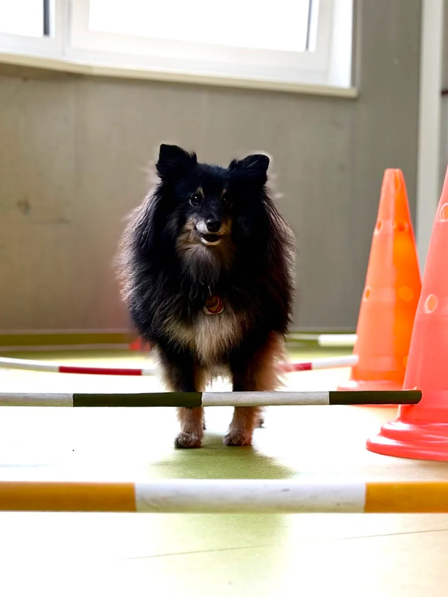 Hund trainiert Trittsicherheit und Koordination an einer Bodenstange