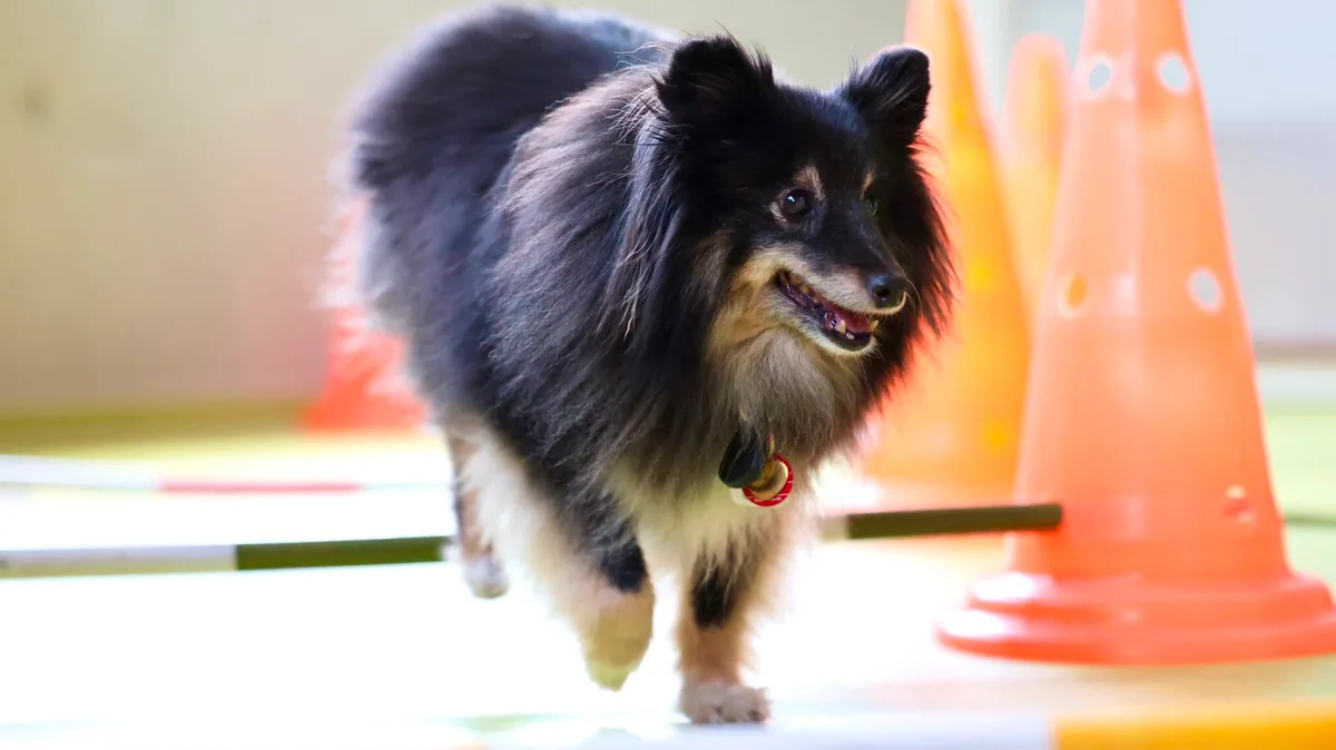 Hund trabt beim Koordinationstraining durch ein Cavaletti-Feld mit Pylonen