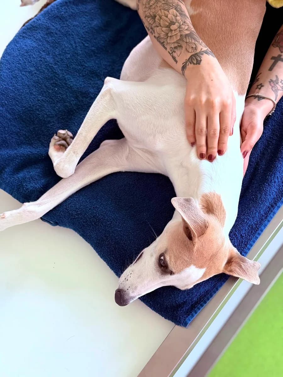 Hund wird bei der manuellen Therapie in der Tierklinik Köln-Süd massiert